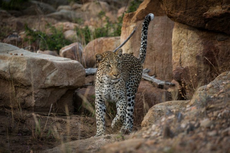 015 Timbavati Private Game Reserve, luipaard.jpg